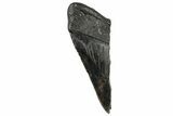 Partial Fossil Megalodon Tooth - South Carolina #320663-1
